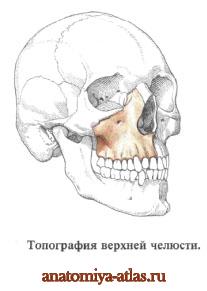 Верхняя челюсть